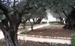 059-Jerusalem-Gethsemane1